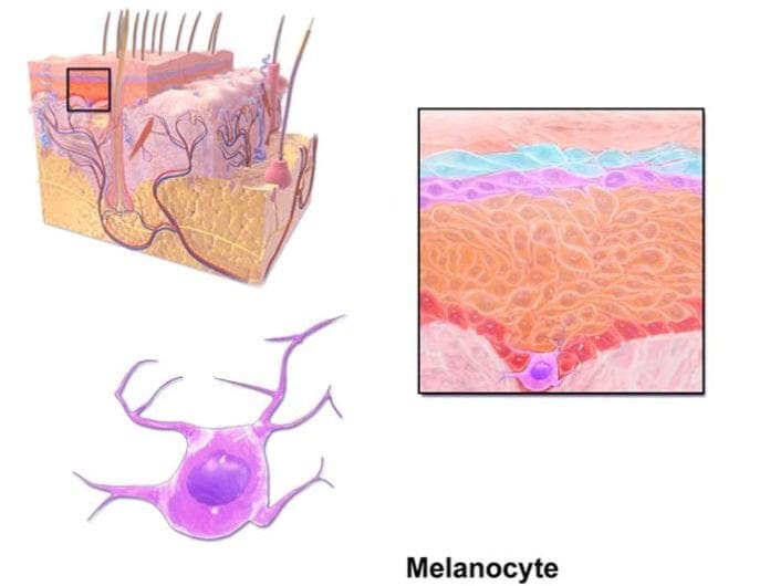 Cells Of The Epidermis 3 Layers Of The Skin Skin Cell Functions