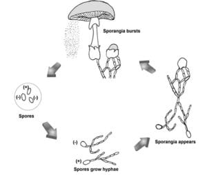 How Do Fungi Reproduce Types Of Fungi Reproduction Bioexplorer