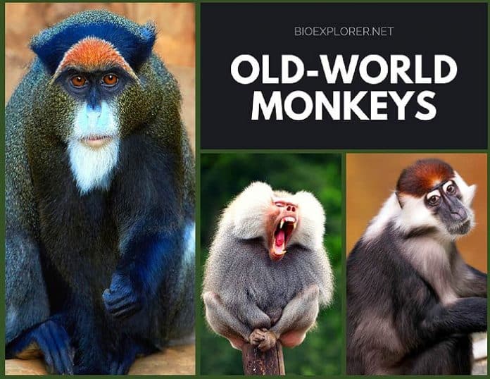 Old World Monkeys 160 Different Types Of Old World Monkeys