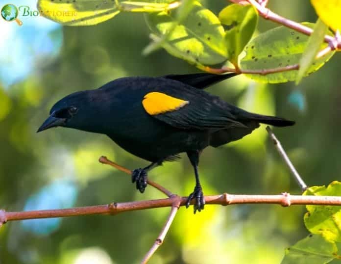 Yellow Shouldered Blackbird Agelaius Xanthomus Puerto Rico Bird Facts