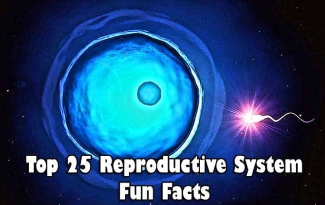 Top 25 Reproductive System Fun Facts Updated 2023 BioExplorer