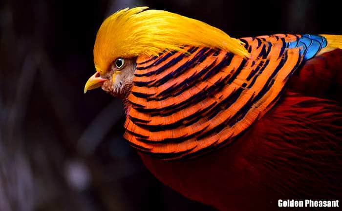 25 Most Colorful Birds | Beautiful Birds | BioExplorer.Net