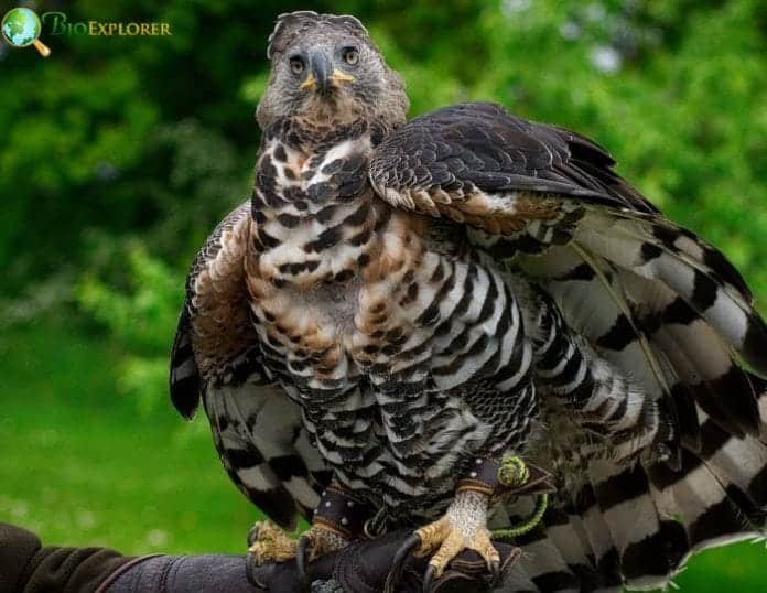 Crowned Eagle Stephanoaetus Coronatus African Bird Facts