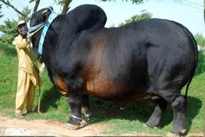 Belgian Blue Cattle