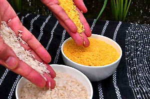 Golden Rice