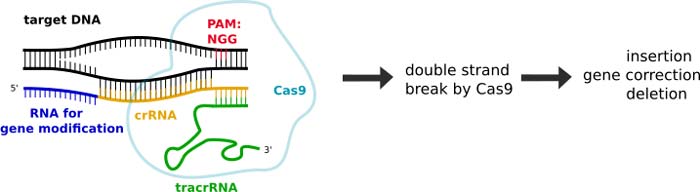 CRISPR-CAS9 Mode of Action