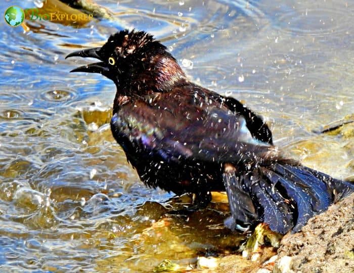 Common Grackle Physical Characteristics
