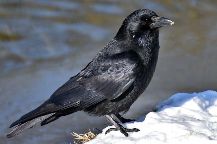 1 Common Raven Physical Appearance