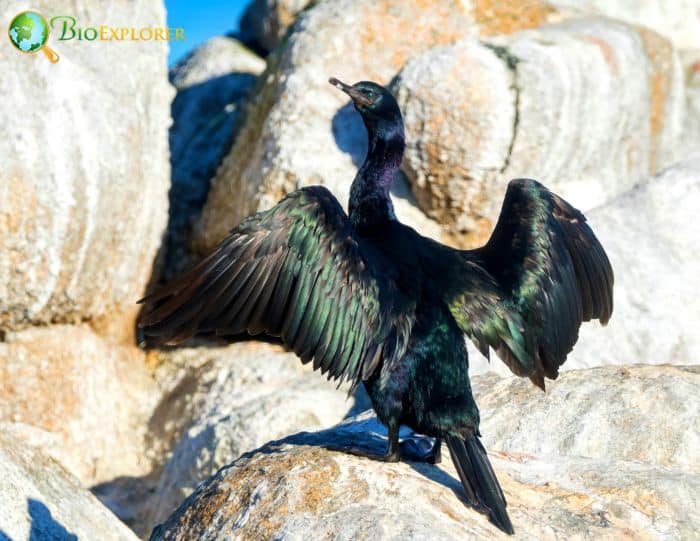 Pelagic Cormorant Physical Characteristics