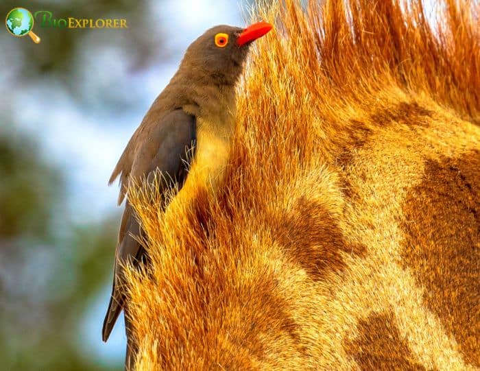 Red Billed Oxpecker Physical Characteristics