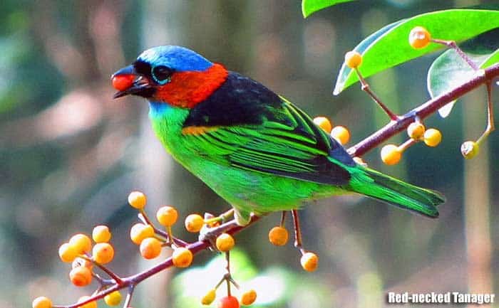21 Facts on Wood Pigeon - Tweetapedia - Living with Birds