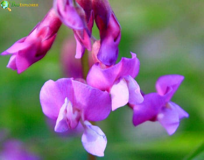 Sweet Pea Lathyrus Odorat