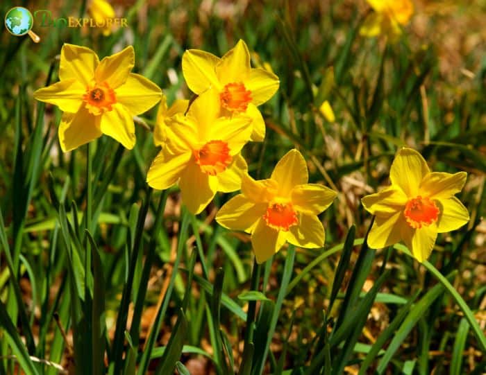 15 Great Types of Daffodils