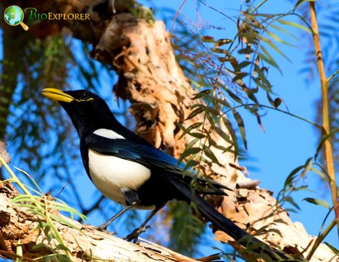 Yellow Billed Magpie Physical Characteristics