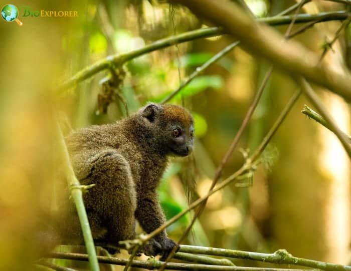 Eastern Lesser Bamboo Lemur Characteristics