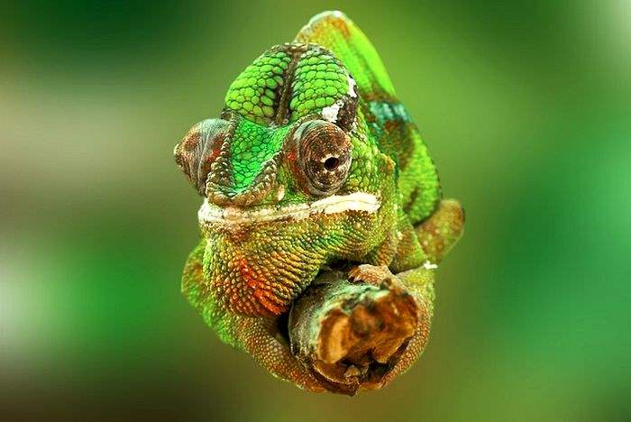 Knysna Dwarf Chameleon