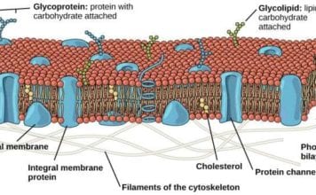 Phospholipid Bilayer