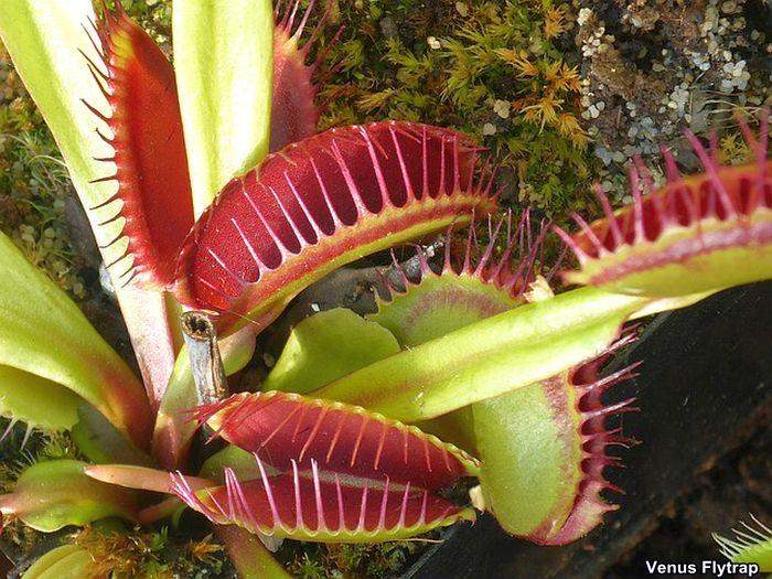 carnivorous plants eating human