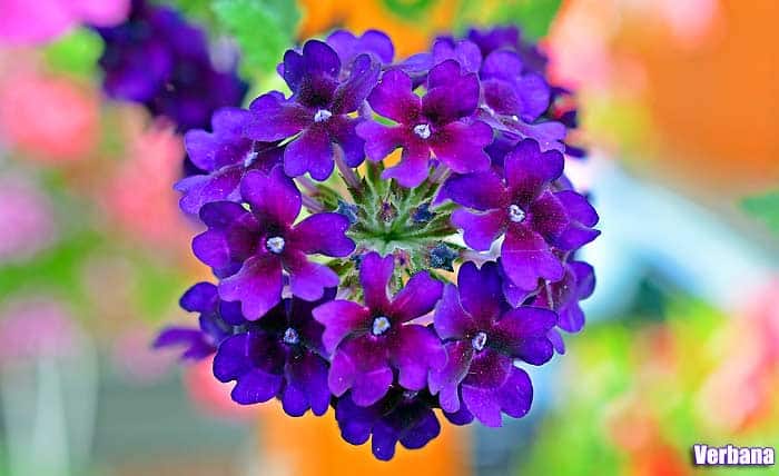 Tall Purple Flowers | Small Purple Flowers | To 25 Purple Flower Names
