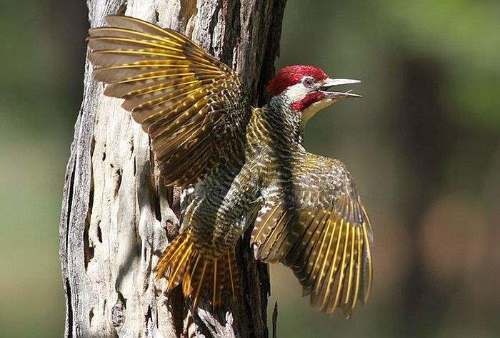 What Do Bennetts Woodpeckers Eat