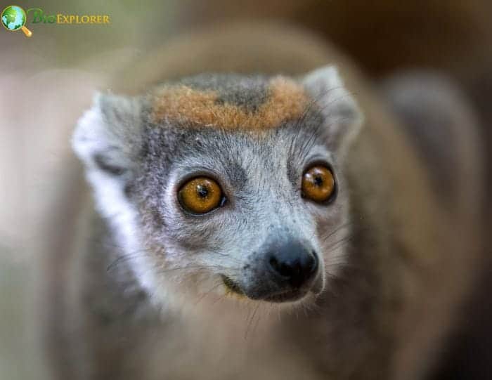 Where Do Crowned Lemurs Live
