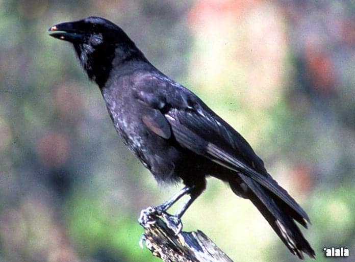 Hawaiian Birds Native Birds Of Hawaii Bioexplorer