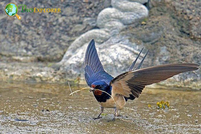 Barn Swallow Mating Dance