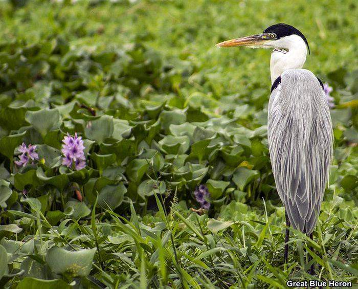 Great Blue Heron