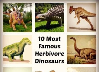 Herbivore Dinosaurs