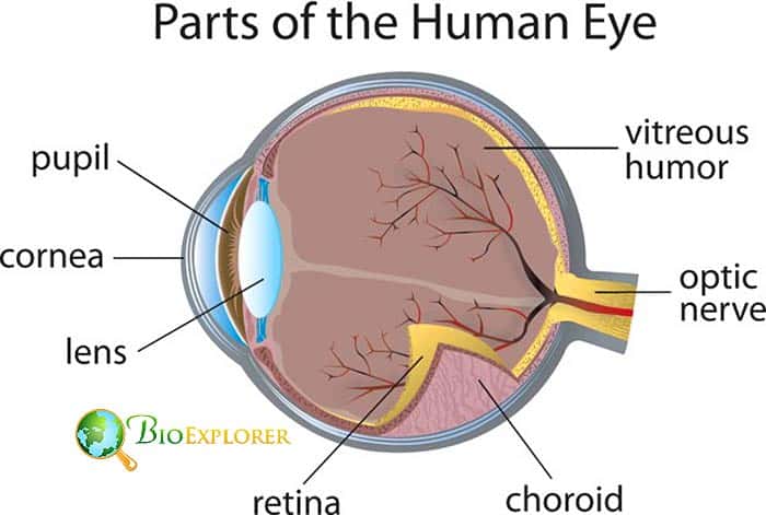 Human Eye Parts