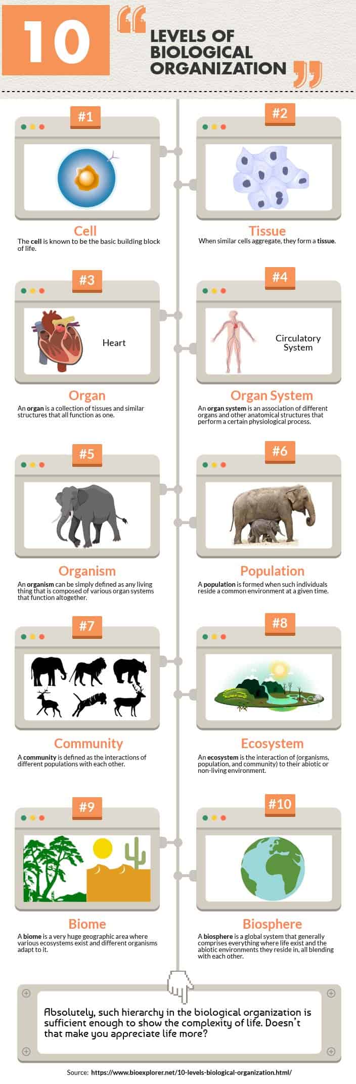 Levels Of Biological Organization Worksheet