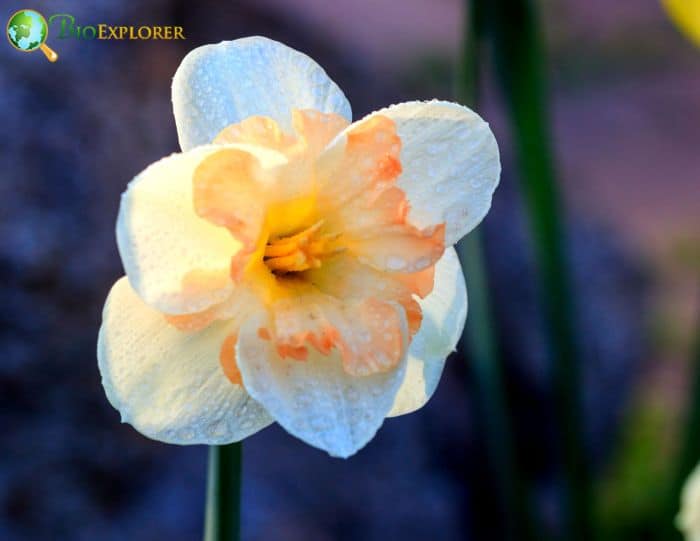 Split Corona Daffodil