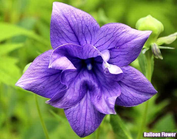 varieties of purple flower types