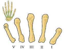 Hand Feet Bones