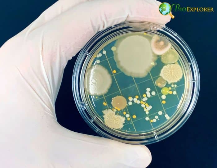 Microbial Colonies