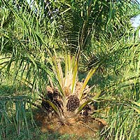 Palm-oil plant
