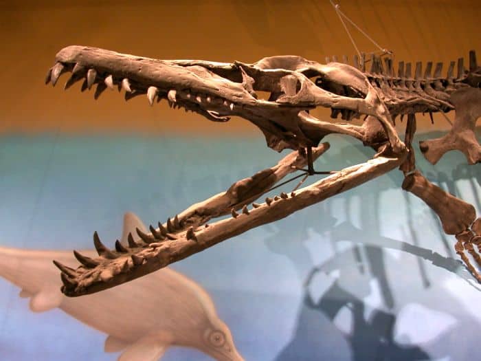 15 BEST Dinosaur Fossil Discoveries Of All Times | Bio Explorer