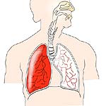 respiratory system fun fact breathing air volume
