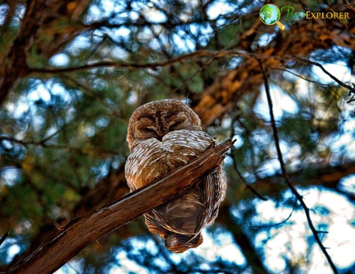 California Spotted Owl