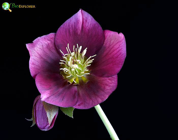 Lenten Rose Helleborus O