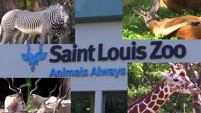 St.Louis Zoo