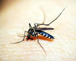 Malaria (Plasmodium falciparum)