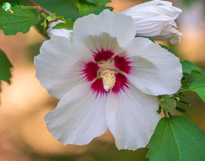 Cotton Rosemallow (Hibiscus Grandiflorus)