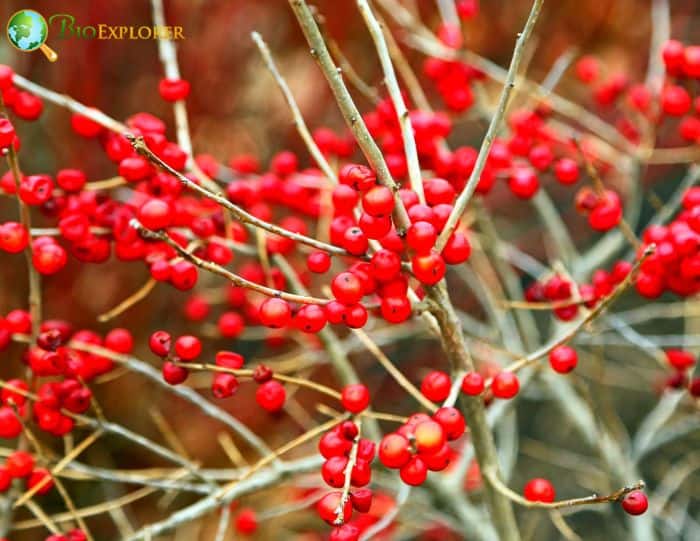 Mountain Winterberry (Ilex Montana)