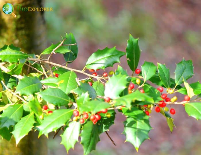 American Holly (Ilex Opaca)