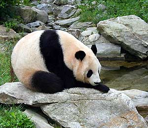 Panda Being Hydrophilic