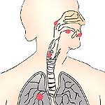 respiratory system fun fact throat