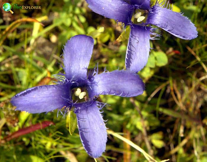 Fringed Gentian Gentiano