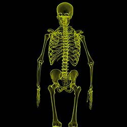 3D Skeletal System: 5 Cool Facts about the Hip Bones