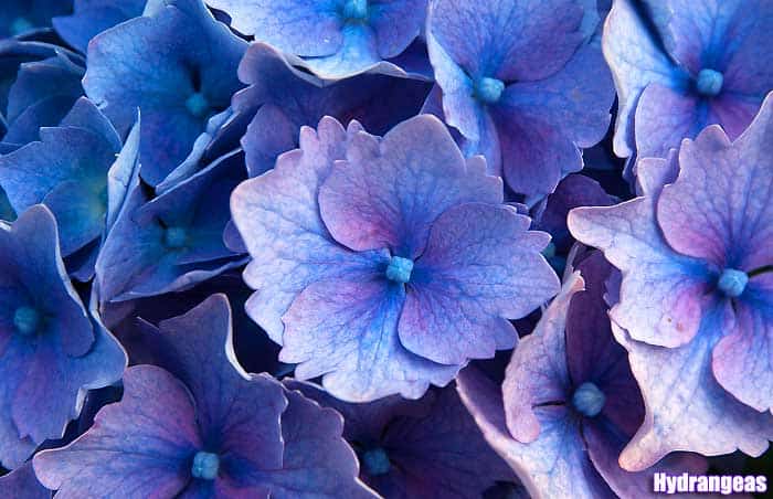 types of purple and blue flowers